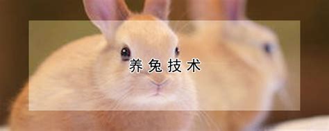 兔子代表什么 文書店